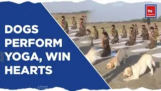 Yoga Day 2024 | Indian Army Soldiers And Dog Squad Perform Yoga At LOC | International Yoga Day