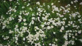 Matilija Poppies in Full Bloom (Romneya coulteri)