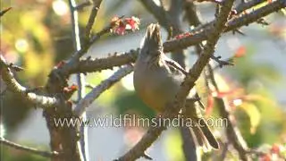 Stripe-throated Yuhina on a wild cherry tree