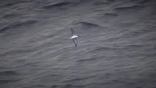 Subantarctic Little Shearwater, Gough Island, South Atlantic, April 2018
