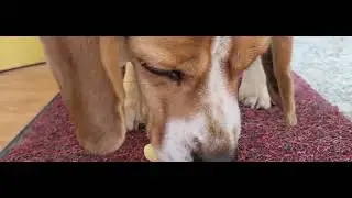 Cute Beagle Jumping For Eating Milk Cake Sweets
