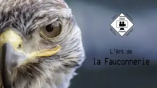 [Reportage] La Fauconnerie, c'est quoi ?