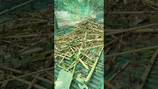 Brown grasshopper 😍😍#shorts #shortsvideo #viral #animalfacts #animals#grasshopper #insects