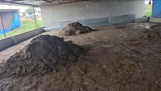 How I Maximise My Broiler Profits in 2026 Using Grass Bedding in zimbabwe🇿🇼