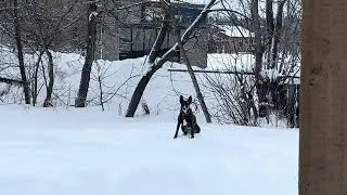 Mexi-K9adian Snow Dog🇲🇽☃️🇨🇦