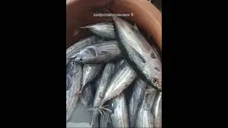 Kunti lang huli nila sa payaw❗❗