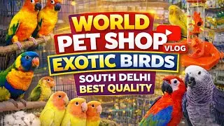 World Pet Shop Visit 🐦 | Exotic Birds & Pets in Delhi || New stock arrived || Delhi Jama Masjid 🙏🤗