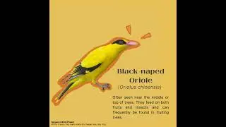 Singapore Birds Project - Black-naped Oriole