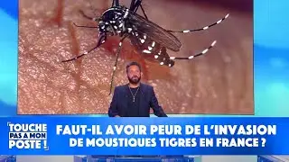Faut-il avoir peur de l’invasion de moustiques tigres en France ?
