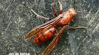 棕長腳蜂 Wasp: Polistes gigas, Taiwan