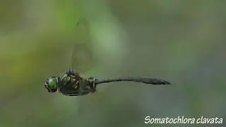 ハネビロエゾトンボ   Somatochlora clavata - Super-slowmotion 240fps