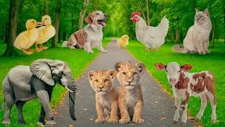 Amazing Animal Sounds: Elephant, Cat, Sheep, Dog, Chicken, Goat &ndash; Look Animal Moments
