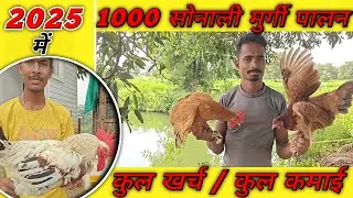 2025 में 1000 सोनाली मुर्गी पालन में कितना खर्चा और कमाई की पूरी जानकारी 🐓🦃/ Sonali murgi palan