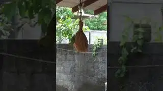 Parrot in Sri Lanka