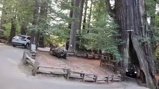 Redwoods! Drive through a tree... Wahoo!