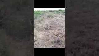 Fearless Warthog Takes on Cheetahs | Wild Showdown in the African Savannah