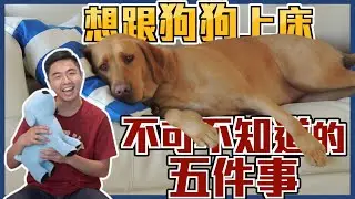 想跟狗狗上床 不可不知道的五件事｜熊爸估狗