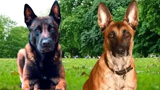 Here are the longest living BIG dogs