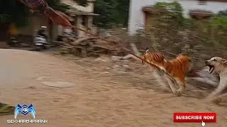 Fake Tiger Moving vs Flying Real Dog | Funny Video | Funny | Scaring Dogs | Prank Video|