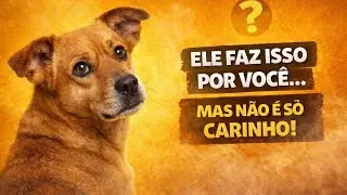 7 Sinais de que Seu Cachorro Confia em Você e Te Protege em Silêncio