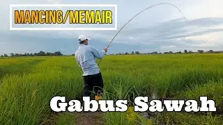 mancing  gabus di sawah padi || memair pakai umpan kodok