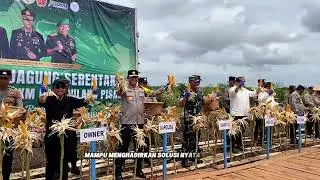 Dari Lahan Gambut untuk Negeri | Panen Jagung Tumpang Sari Desa Tahai Baru | Kalimantan Tengah