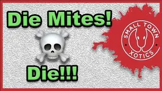 We have Mites! | How to kill Mites naturally!