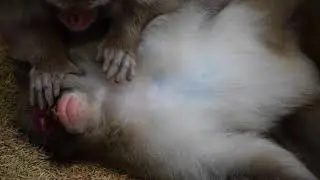 Snow Monkey Grooming