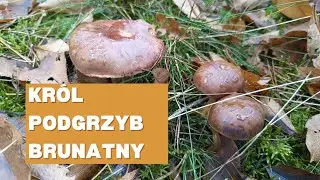 Niekwestionowany kr&oacute;l listopadowego lasu - podgrzybek brunatny