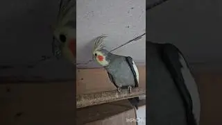 Allons voir ce que font les b&eacute;b&eacute;s calopsittes.( بریم ببینیم بچه های عروس هلندی رو)