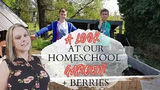 A Look At Our First Homeschool Garden + Berries