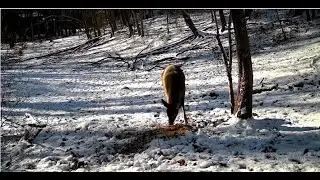 Thanksgiving Forest 45