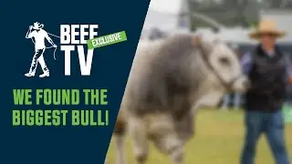 BEEF2024 | Biggest Bull Weighs In At 1152Kgs! From Wattle Grove Speckle Park