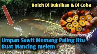 Buah Sawit Umpan Paling Jitu Mancing Melem || Gak Percaya Buktikan Sendiri