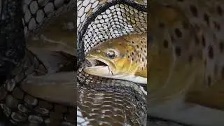 Fly Fishing in Yorkshire Trout Fishing