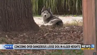 Alger Heights neighbors concerned about loose husky