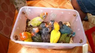 Cara memberi pakan anakan lovebird || LOVEBIRD farm