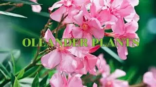 OLEANDER PLANT #nature #plants #gardening #flowers #soothing #calmingsounds
