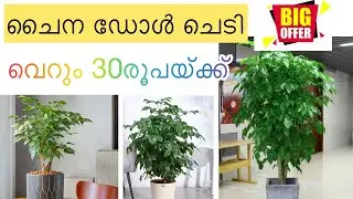 വെറും 30 രൂപയ്ക്ക് ചൈന ഡോൾ
