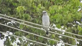 Large Cuckooshrike calling