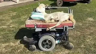 Sheep has learned to drive motorized wheelchair
