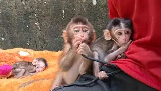 OH NOT ALL MY BABY MONKEYS ARE TIRED AND RUBY JUST PLAYS ALONE 