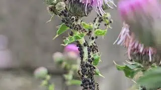Blattl&auml;use auf einer wilden Distel | Lasius brunneus | Braune Wegameise | Blattl&auml;use | Antbaron