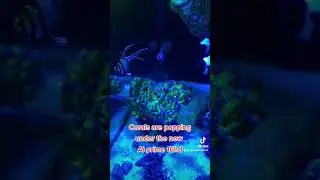 Corals popping under new lights..love the Ai prime 16hd