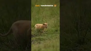lion's transformation 🐯