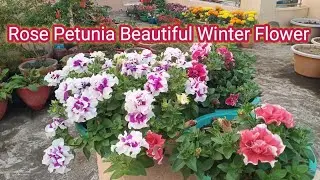 || How to grow and care rose petunia ||