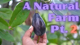 A Natural Farm Tour Part 2