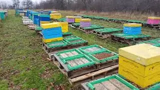 Гибель пасек в 1500 семей. На опылении подсолнуха. 