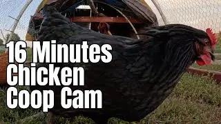 Backyard Chickens Relaxing Chicken Coop Live Cam Video - Hens Clucking - Continuous Footage