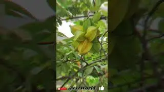 Unique Chinese fruits 😱😱 #youtubeshorts #facts #fruitknowledge #fruittree #fruit #fruitart #chinese